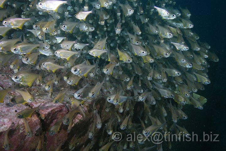 South_West_Rocks_Feb10-438.JPG - Shoalling bullseye fish