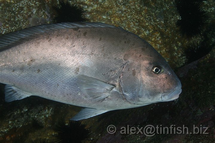 South_West_Rocks_Feb10-457.JPG - Close up of a bream