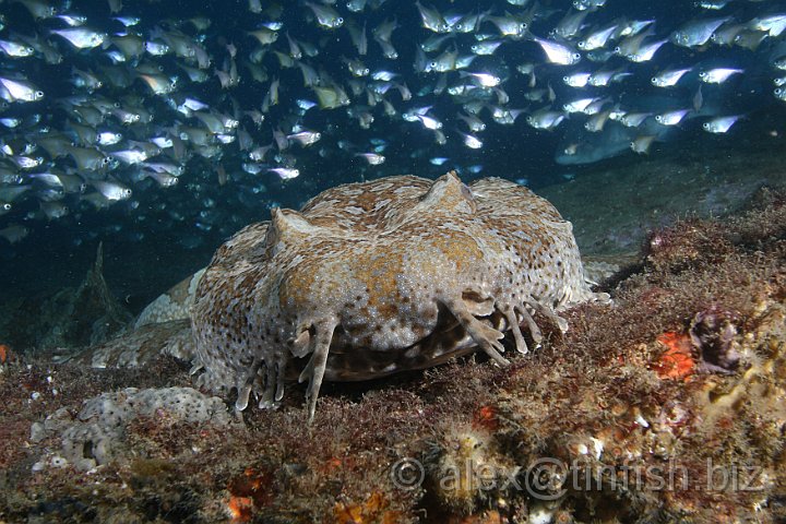 South_West_Rocks_Feb10-462.JPG - Wobbegong shark with a halo of bullseye fish