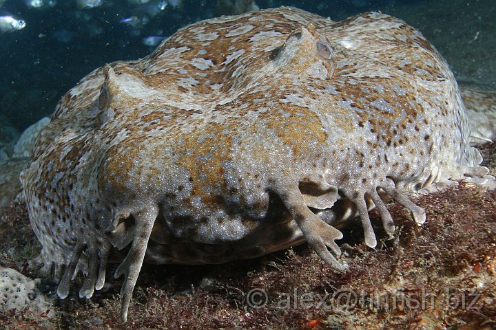 South_West_Rocks_Feb10-465.JPG - Wobbegongs are very flexible and can easily bite a hand that is holding on to their tail. Having once bitten, they have been known to hang on and can be very difficult to remove