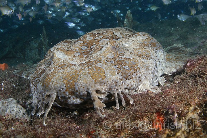 South_West_Rocks_Feb10-479.JPG - Although wobbegongs do not eat humans, humans frequently eat wobbegongs; the flesh of a wobbegong or other shark is called flake and it is often used in fish and chips in Australia