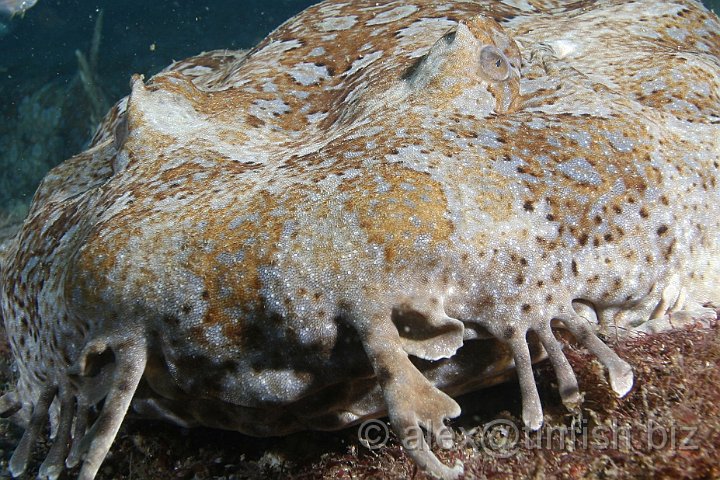 South_West_Rocks_Feb10-480.JPG - Extreme close-up of Wobbegong shark