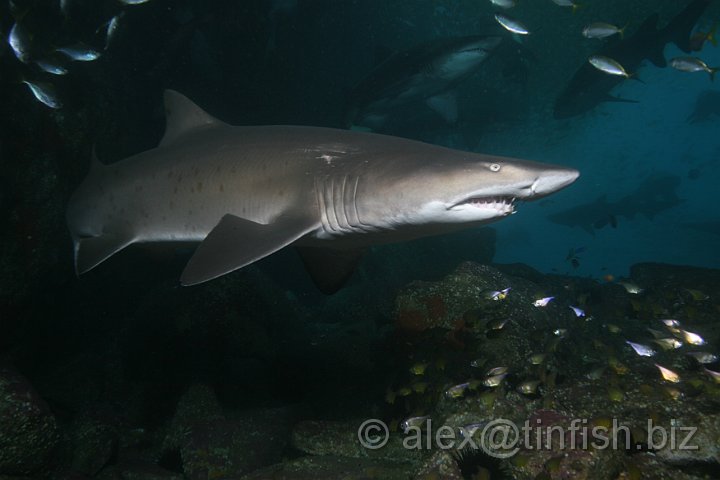 South_West_Rocks_Feb10-489.JPG - After two years the young are around 1 m long, miniature replicas of their mother