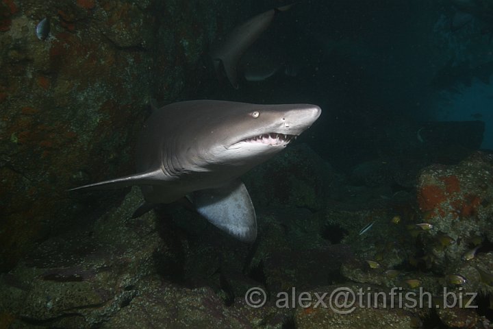 South_West_Rocks_Feb10-491.JPG - After two years the young are around 1 m long, miniature replicas of their mother