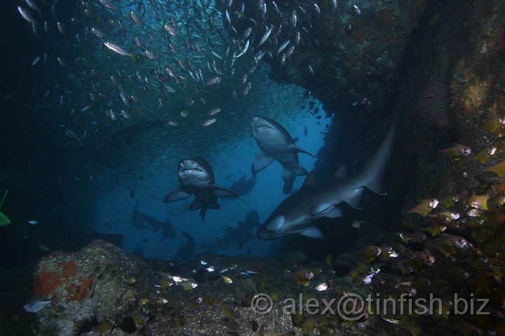 South_West_Rocks_Feb10-497.JPG - This fascinating reproductive strategy, also known as intrauterine cannibalism is making it harder for the shark population to rebound from near extinction