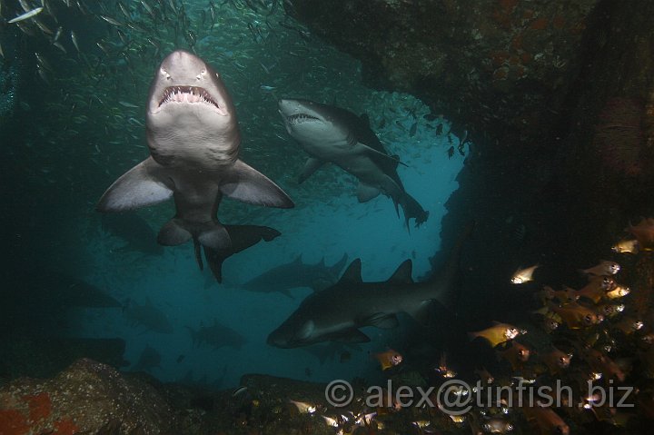 South_West_Rocks_Feb10-498.JPG - This fascinating reproductive strategy, also known as intrauterine cannibalism is making it harder for the shark population to rebound from near extinction