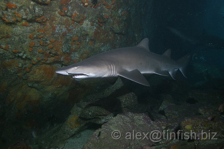 South_West_Rocks_Feb10-500.JPG - This fascinating reproductive strategy, also known as intrauterine cannibalism is making it harder for the shark population to rebound from near extinction