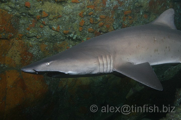 South_West_Rocks_Feb10-501.JPG - The Grey Nurse shark is listed as vulnerable on the IUCN Red List, and as endangered under Queensland's Nature Conservation Act 1992