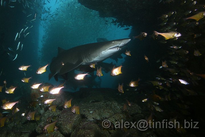 South_West_Rocks_Feb10-508.JPG - The Grey Nurse shark is listed as vulnerable on the IUCN Red List, and as endangered under Queensland's Nature Conservation Act 1992