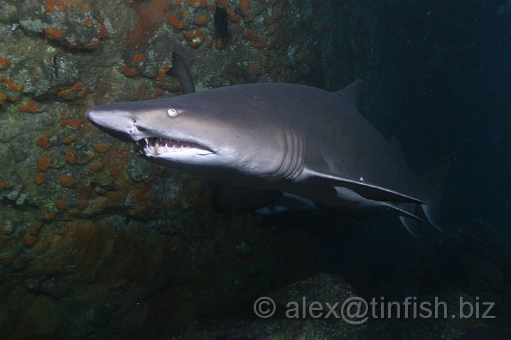 South_West_Rocks_Feb10-511.JPG - The Grey Nurse shark is listed as vulnerable on the IUCN Red List, and as endangered under Queensland's Nature Conservation Act 1992