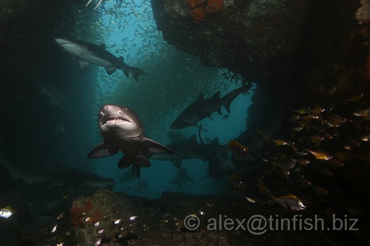 South_West_Rocks_Feb10-513.JPG - The teeth of the Greynurse Shark are constantly being replaced. Older, damaged or blunt teeth on the exterior surfaces of the jaws are replaced by new teeth