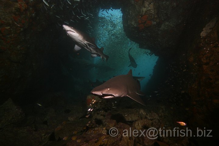 South_West_Rocks_Feb10-520.JPG - The teeth of the Greynurse Shark are constantly being replaced. Older, damaged or blunt teeth on the exterior surfaces of the jaws are replaced by new teeth