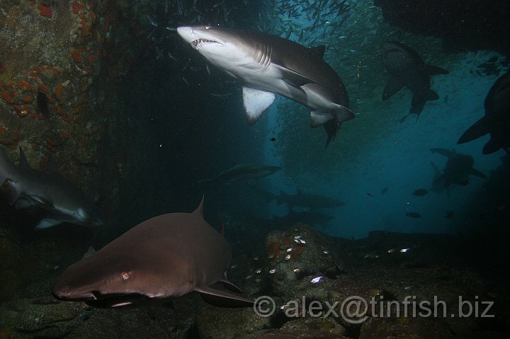 South_West_Rocks_Feb10-525.JPG - The genus name Carcharias comes from the Greek carcharo, meaning sharp pointed or jagged, and refers to the impressive dentition