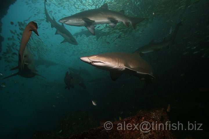 South_West_Rocks_Feb10-554.JPG - The genus name Carcharias comes from the Greek carcharo, meaning sharp pointed or jagged, and refers to the impressive dentition