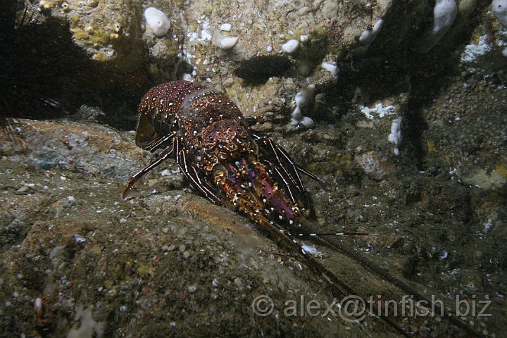 South_West_Rocks_Feb10-621.JPG - Shed shell of a lobster