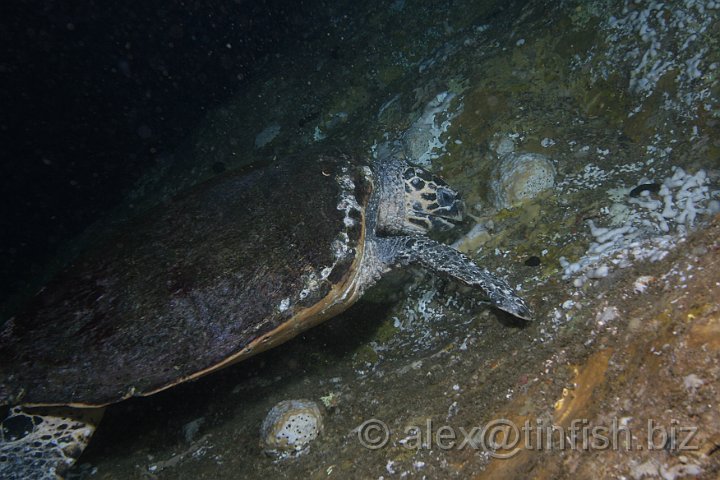 South_West_Rocks_Feb10-625.JPG - Friendly turtle in the tunnel, uses the divers torch to find a sponge to munch on