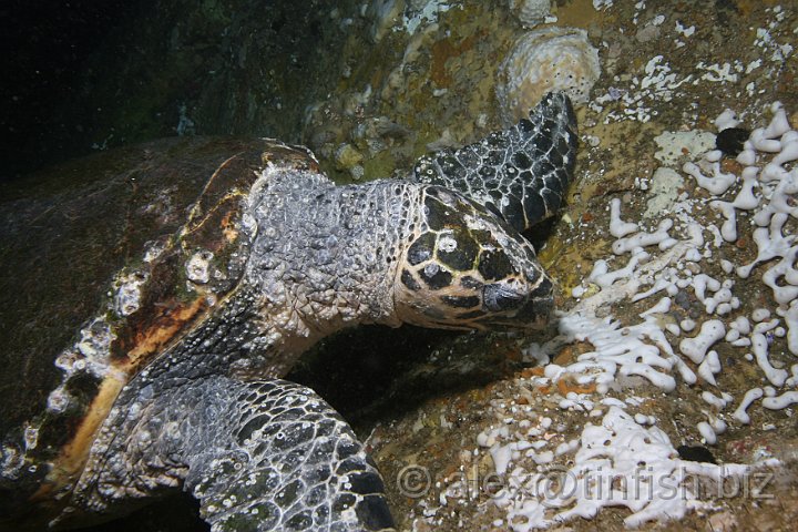 South_West_Rocks_Feb10-632.JPG - Friendly turtle in the tunnel, uses the divers torch to find a sponge to munch on