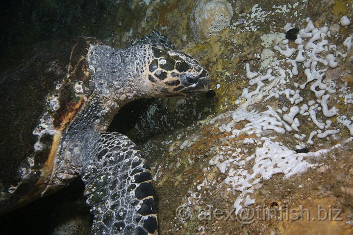 South_West_Rocks_Feb10-634.JPG - Friendly turtle in the tunnel, uses the divers torch to find a sponge to munch on