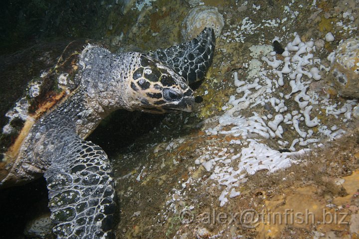 South_West_Rocks_Feb10-635.JPG - Friendly turtle in the tunnel, uses the divers torch to find a sponge to munch on