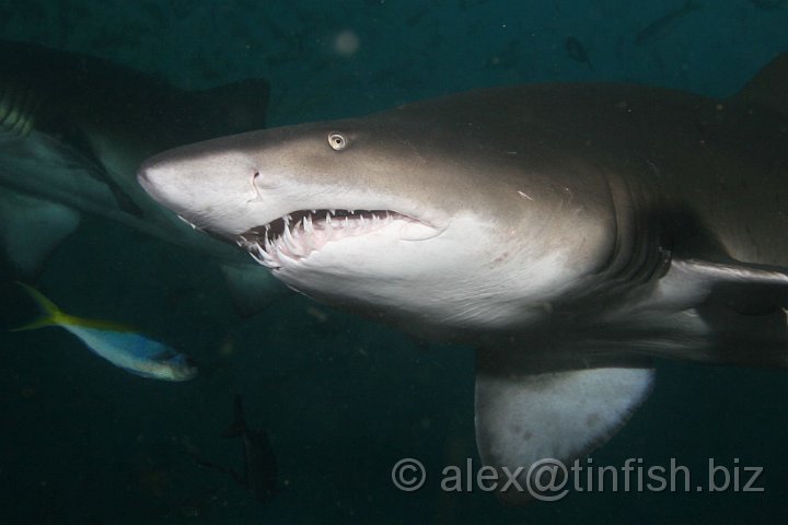 South_West_Rocks_Feb10-659.JPG - Sharks have the same five senses as humans; taste, touch, sight, hearing and smell, but in addition have a sixth sense; electroreception