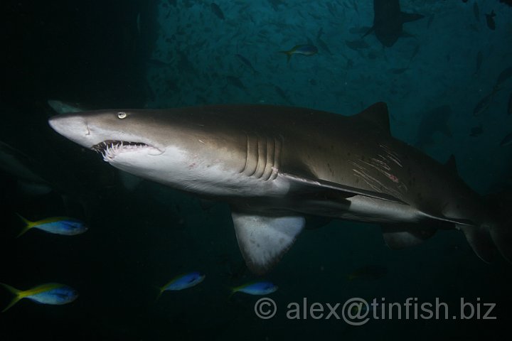 South_West_Rocks_Feb10-660.JPG - Sharks have the same five senses as humans; taste, touch, sight, hearing and smell, but in addition have a sixth sense; electroreception