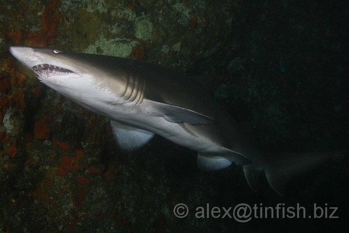 South_West_Rocks_Feb10-661.JPG - The underside of the Grey Nurse Shark's snout is dotted with pores. Each of these leads to an organ (ampula of Lorenzini) which can detect electricity