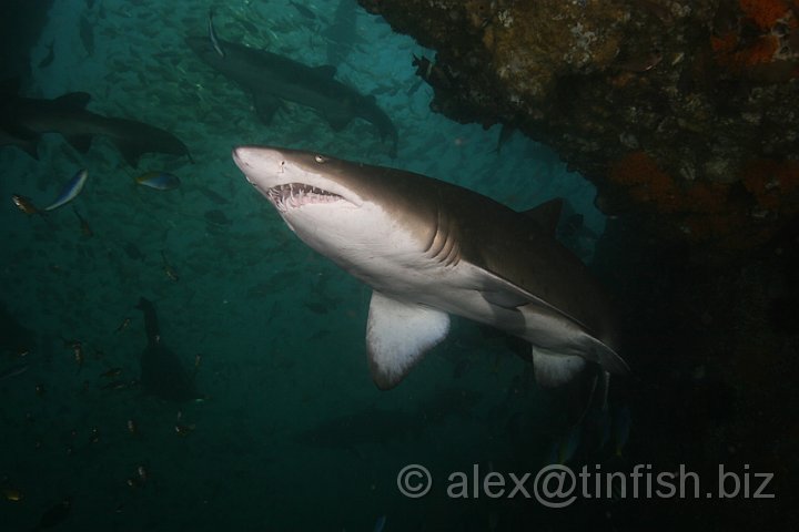 South_West_Rocks_Feb10-695.JPG - We lost count of the number of sharks congregating by the cave entrance