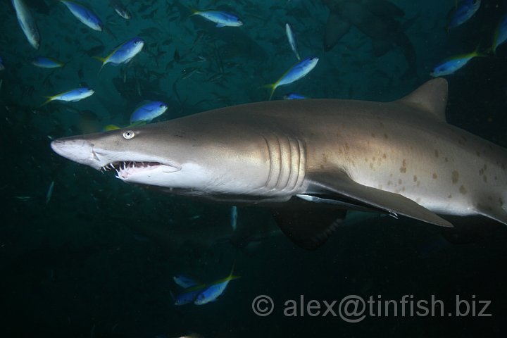 South_West_Rocks_Feb10-702.JPG - This extra sense gives sharks the ability to detect and attack prey at close range without needing to see the prey item