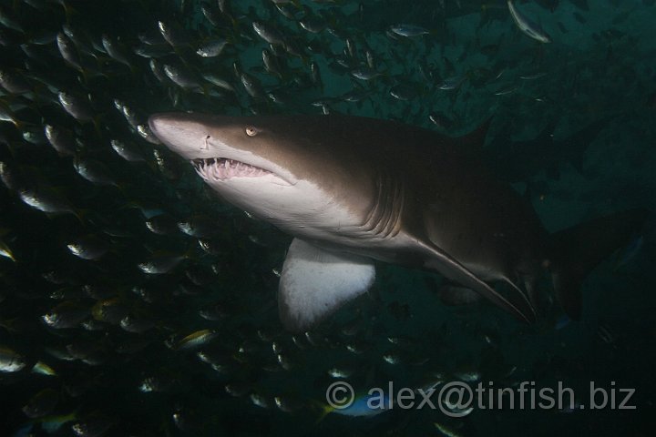 South_West_Rocks_Feb10-708.JPG - This extra sense gives sharks the ability to detect and attack prey at close range without needing to see the prey item