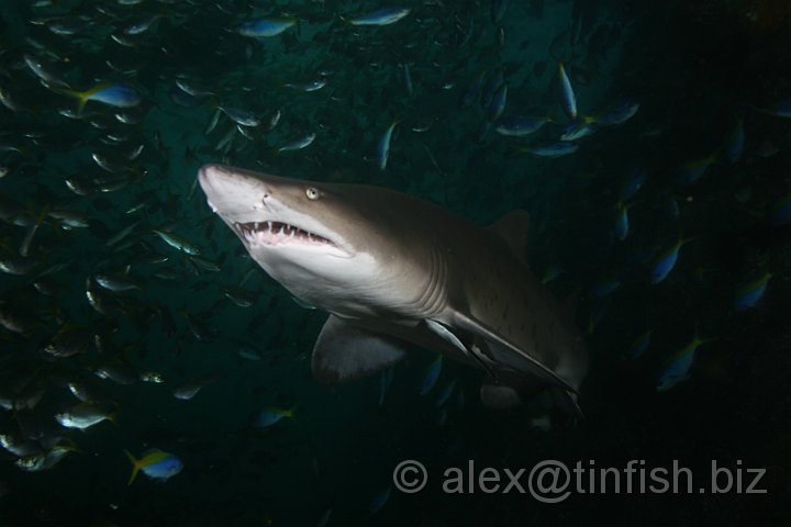 South_West_Rocks_Feb10-711.JPG - This can be advantageous in murky water or if the shark is a bottom feeder which relies on finding prey buried in the sediment