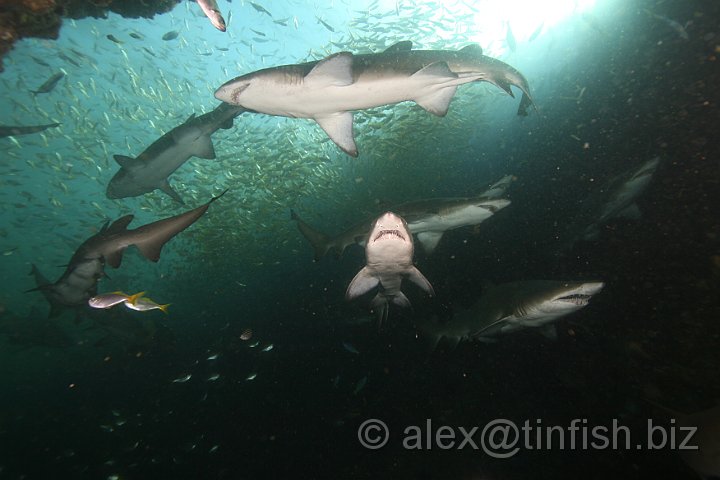 South_West_Rocks_Feb10-733.JPG - We lost count of the number of sharks congregating by the cave entrance