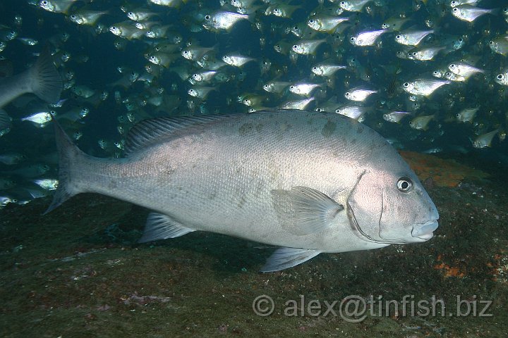 South_West_Rocks_Feb10-751.JPG - Silver Bream