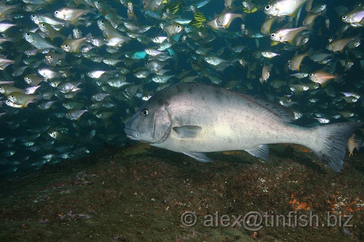 South_West_Rocks_Feb10-752.JPG - Silver Bream