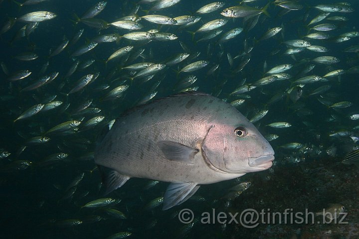 South_West_Rocks_Feb10-755.JPG - Silver Bream