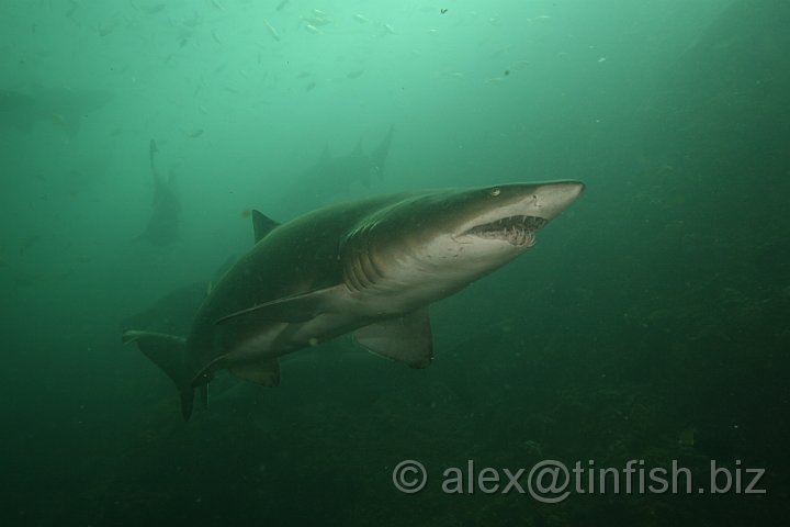 South_West_Rocks_Feb10-771.JPG - This can be advantageous in murky water or if the shark is a bottom feeder which relies on finding prey buried in the sediment