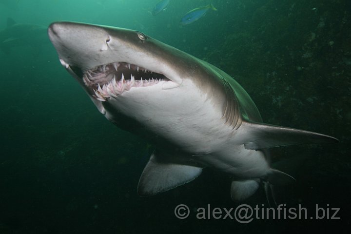 South_West_Rocks_Feb10-800.JPG - The underside of the Grey Nurse Shark's snout is dotted with pores. Each of these leads to an organ (ampula of Lorenzini) which can detect electricity