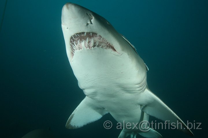 South_West_Rocks_Jul09-004.JPG - The grey nurse shark (Australia), spotted ragged-tooth shark (Africa) or sand tiger shark (US and UK)