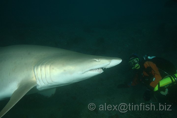 South_West_Rocks_Jul09-007.JPG - Maz up close and personal with Mr Sharkie