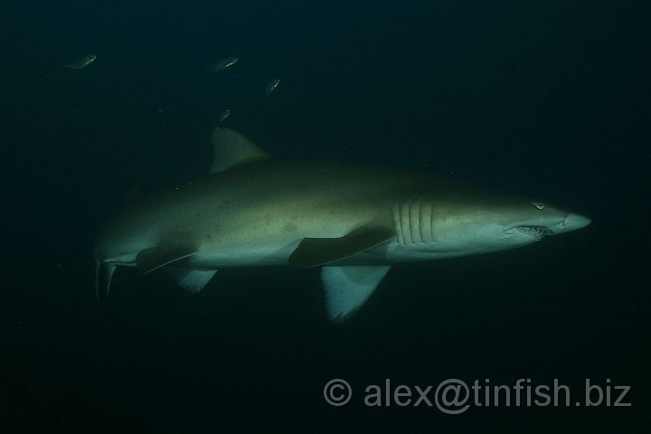 South_West_Rocks_Jul09-021.JPG - Carcharias taurus, is a large shark inhabiting coastal waters worldwide