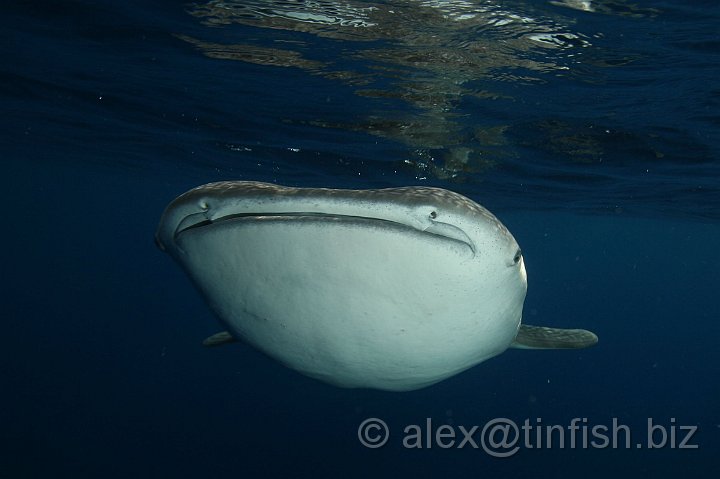 Whale_Shark-019.JPG - The whale shark, Rhincodon typus, is a slow moving filter feeding shark, the largest living fish species