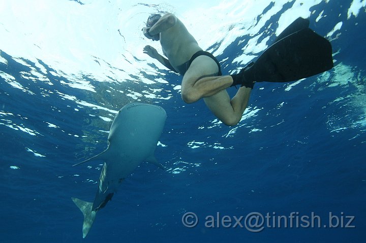 Whale_Shark-029.JPG - The largest confirmed individual had a length of 12.65 metres (41.50 ft) and a weight of more than 21.5 tonnes (47,000 lb), but this was just a baby