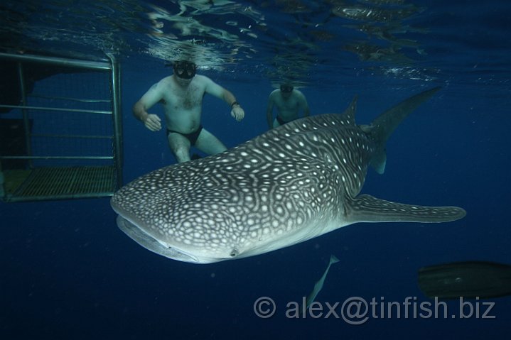 Whale_Shark-053.JPG - Centre stage