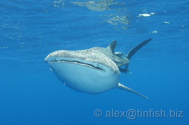 Whale_Shark-132.JPG - As a filter feeder it has a capacious mouth which can be up to 1.5 metres (4.9 ft) wide and can contain between 300 and 350 rows of tiny teeth