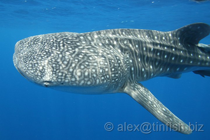 Whale_Shark-137.JPG - Just cruising along