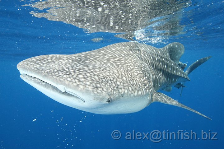 Whale_Shark-142.JPG - As a filter feeder it has a capacious mouth which can be up to 1.5 metres (4.9 ft) wide and can contain between 300 and 350 rows of tiny teeth