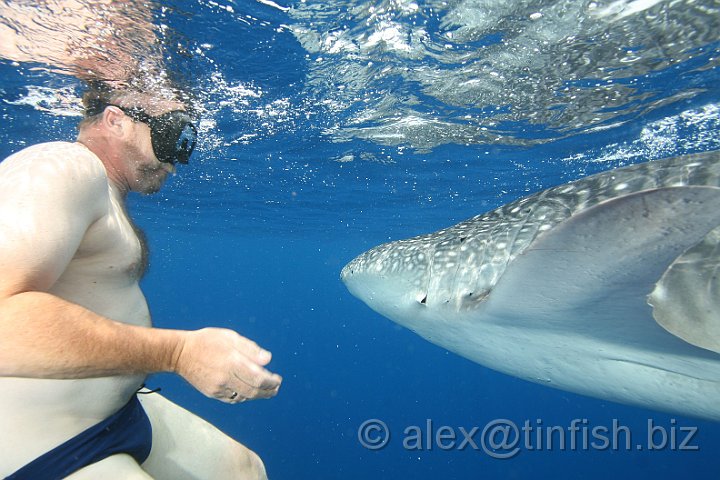 Whale_Shark-153.JPG - A tickle under the chin then?