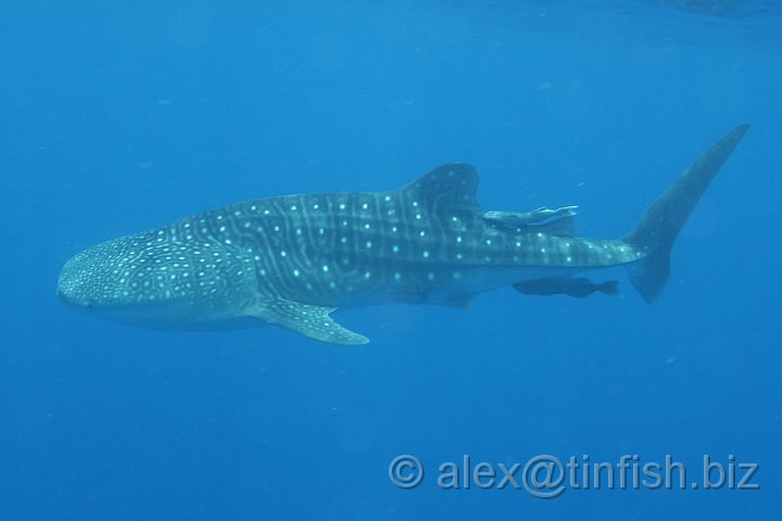 Whale_Shark-159.JPG - Pregnant females were recently found to contain hundreds of young, up to about 2' (60cm) long