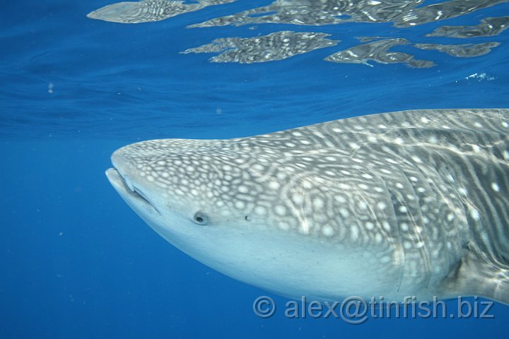 Whale_Shark-163.JPG - Up close again