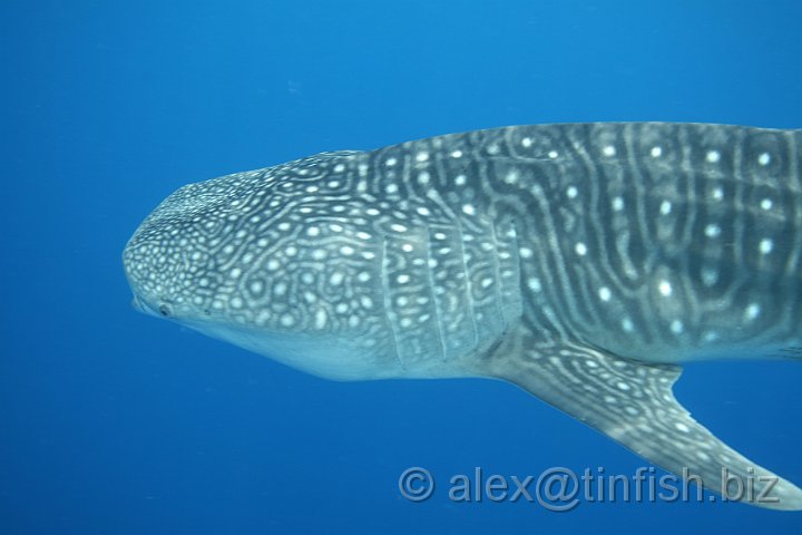 Whale_Shark-169.JPG - It is mostly seen on the surface were divers and snorkelers can swim with this gentle, curious creature