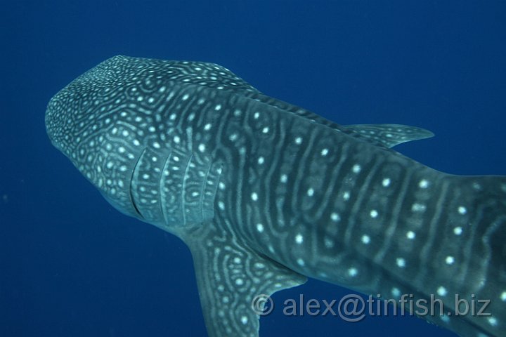 Whale_Shark-171.JPG - The whale shark is not an efficient swimmer since it uses its entire body, unusually for fish and contributes to an average speed of only around 5 kph (3.1 mph)